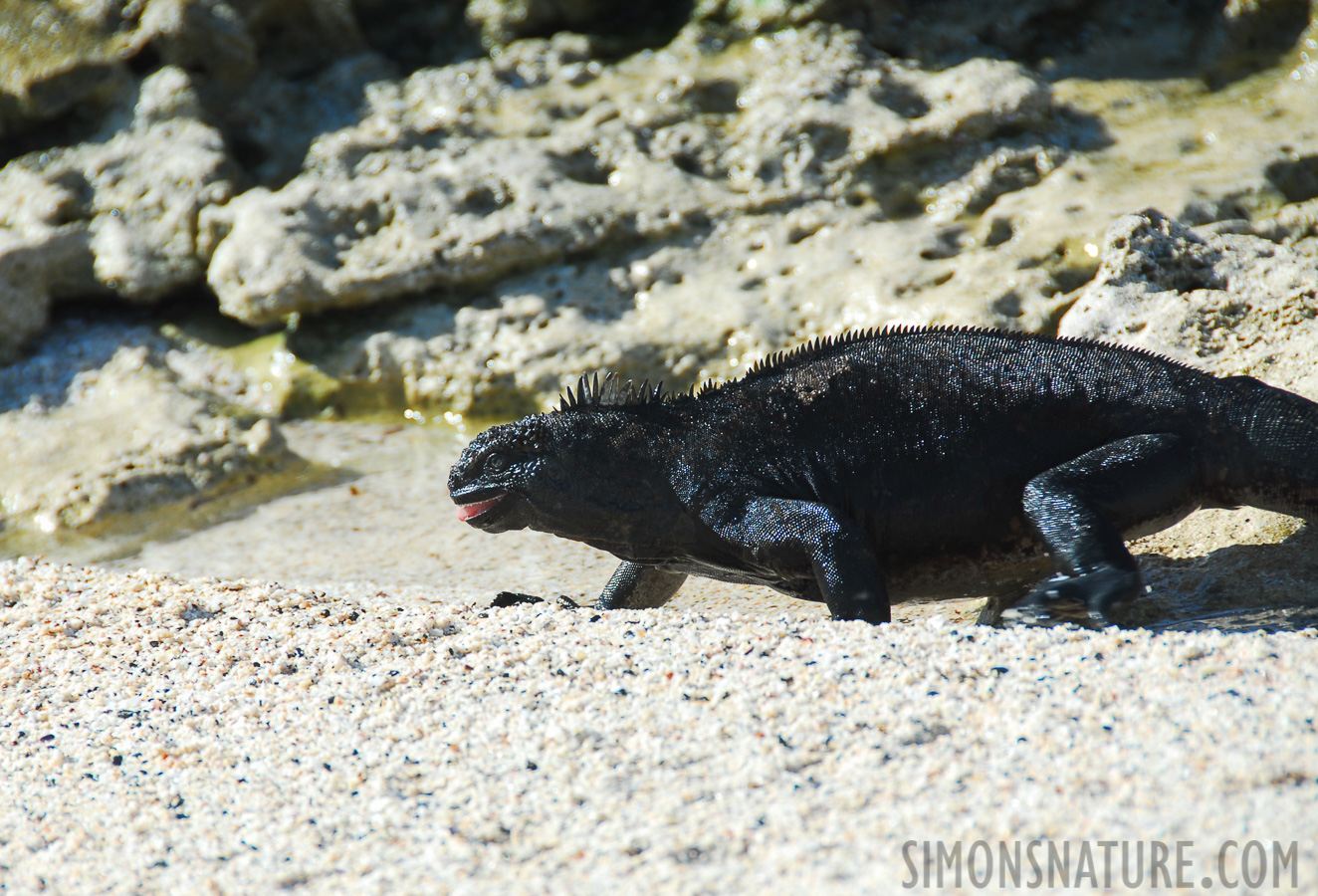 Amblyrhynchus cristatus wikelskii [200 mm, 1/180 sec at f / 7.1, ISO 100]